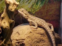 Pogona 12cm